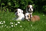 BULLDOG ANGLAIS 218